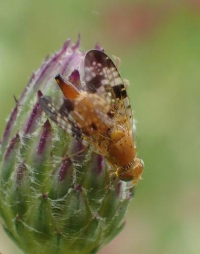 Réf. 199 492 : Xyphosia miliaria